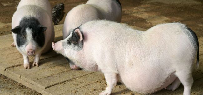 圖片來源:全景視覺 圖片來源:全景視覺