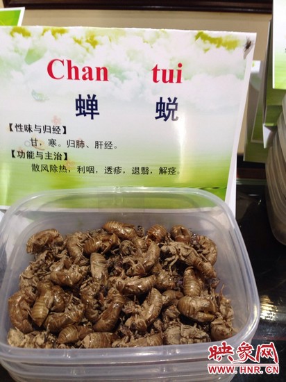 你可能沒想到，這個(gè)知了幼蟲退下的皮還是一味藥，對(duì)嗎？