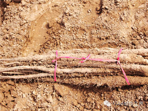 工人們挖好的山藥，整齊地躺在田地上