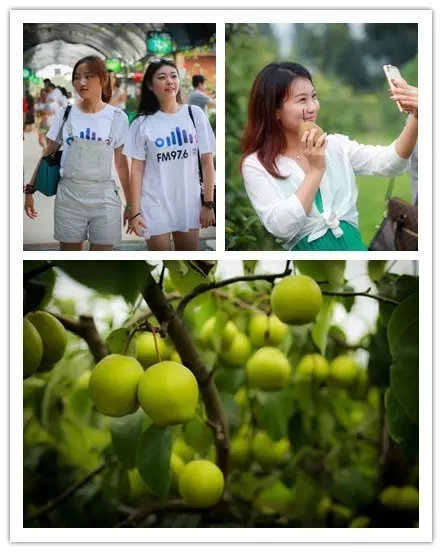 美女與香梨，你更愛哪一個？！