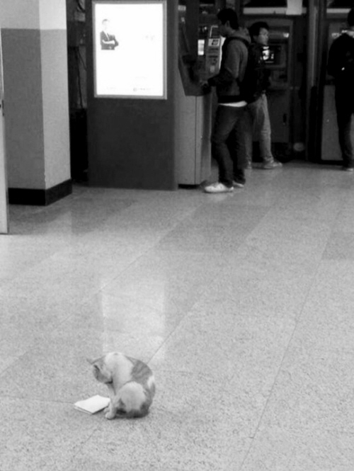 “東北大學貓讀書圖”紅網絡 不學習小心被貓超過 “東北大學貓讀書圖”紅網絡 不學習小心被貓超過