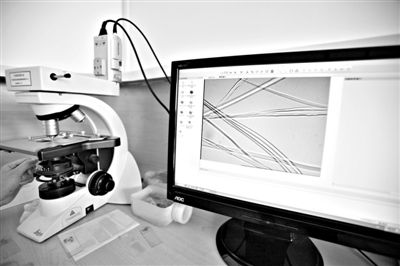 顯微鏡下，蠶絲呈現(xiàn)出表面有光澤，形狀不規(guī)則，粗細不均。