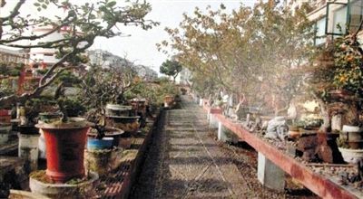 劉光嘉出示博物館內(nèi)部圖片中，擺放著各種盆景。