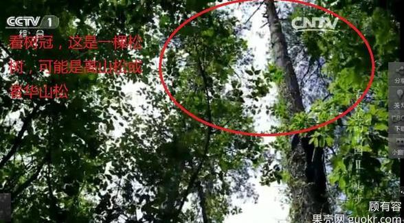 專家揭《舌尖2》爬樹造假 總導(dǎo)演暫不回應(yīng) 專家揭《舌尖2》爬樹造假 總導(dǎo)演暫不回應(yīng)