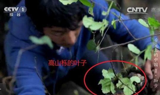 專家揭《舌尖2》爬樹造假 總導(dǎo)演暫不回應(yīng) 專家揭《舌尖2》爬樹造假 總導(dǎo)演暫不回應(yīng)