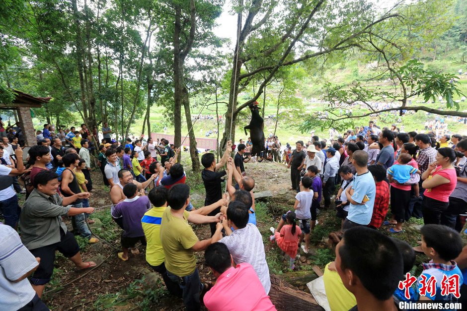 黃牛被侗族村民合力吊在樹上。譚凱興 攝