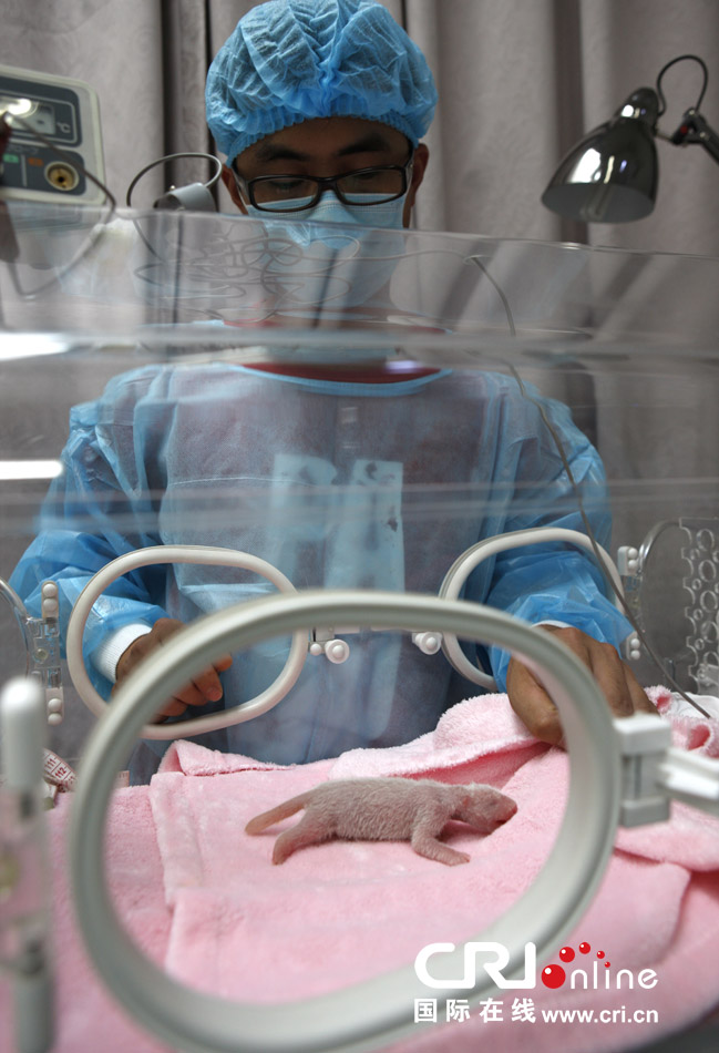 2013年7月11日，成都大熊貓繁育研究基地月亮產(chǎn)房，工作人員在照顧新生大熊貓寶寶。