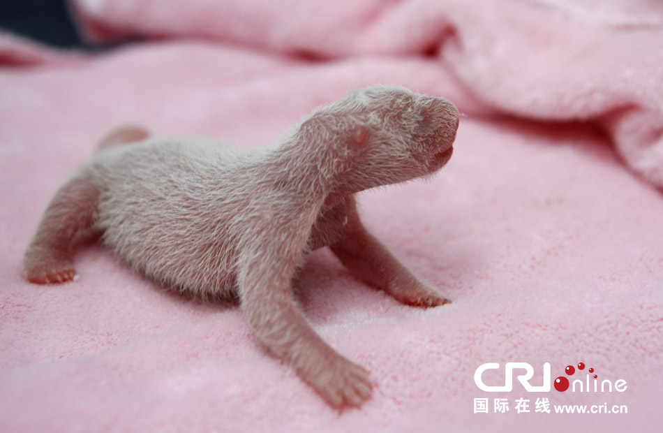 2013年7月11日，成都大熊貓繁育研究基地月亮產(chǎn)房，新生大熊貓寶寶在育嬰箱里憨態(tài)可掬。