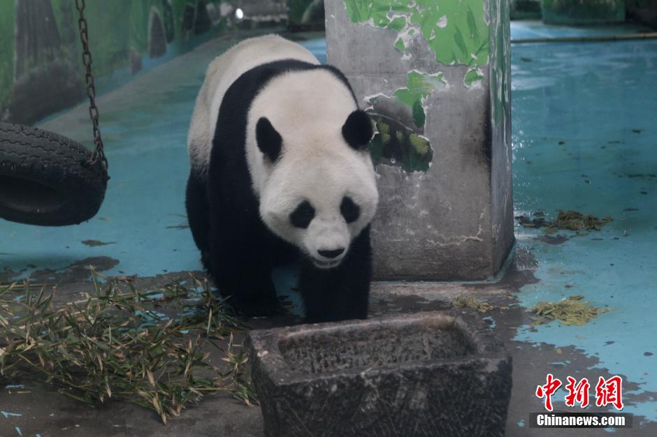 3月17日，河南鄭州動(dòng)物園內(nèi)的大熊貓“龍昇”。