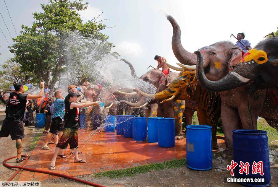 泰國民眾迎接潑水節(jié) 大象長鼻秒變“水槍” 泰國民眾迎接潑水節(jié) 大象長鼻秒變“水槍”