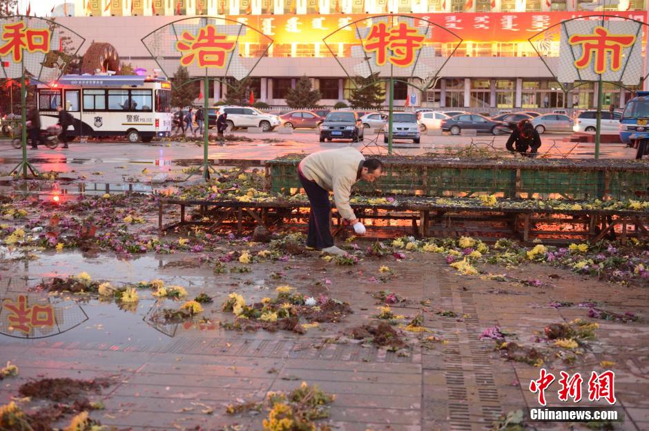 呼和浩特菊花展提前結(jié)束 數(shù)萬(wàn)盆菊花被搬空 呼和浩特菊花展提前結(jié)束 數(shù)萬(wàn)盆菊花被搬空
