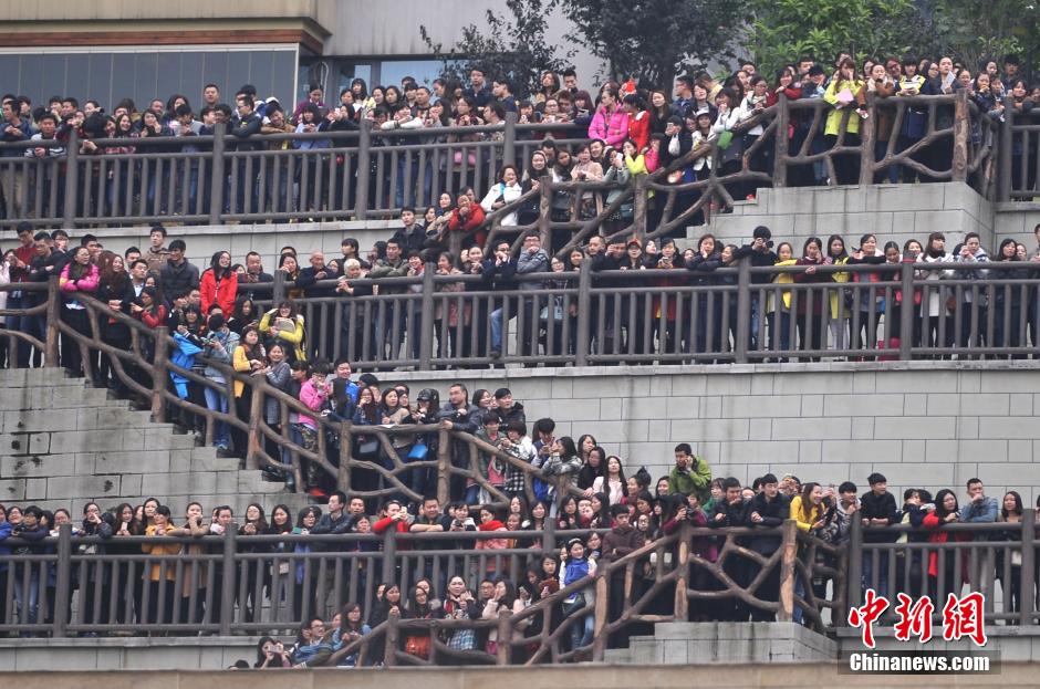 重慶上萬粉絲在南濱路等待《奔跑吧兄弟》節(jié)目的錄制。