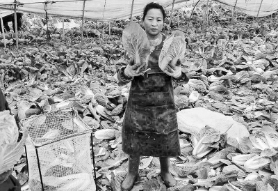 鹿邑千余畝青菜滯銷(xiāo)