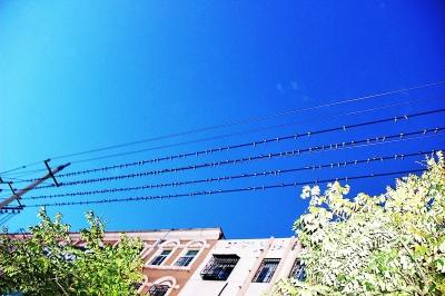 民權(quán)火車站附近聚集了近萬只小燕子 場面壯觀