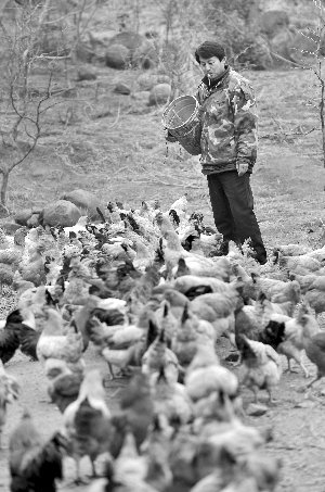林志坤辭職后在溧水一座山頭開了一片地，每天種菜、喂雞 現(xiàn)代快報(bào)記者 施向輝 攝