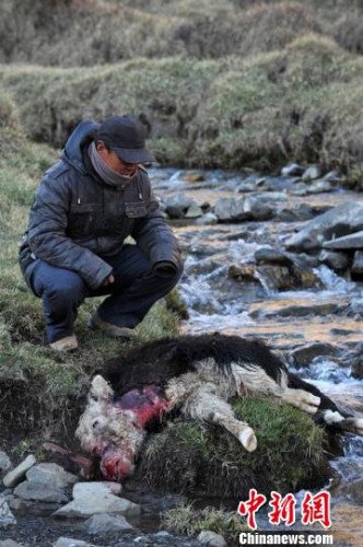 　今年，他家已經(jīng)有3只羊被狼咬死。確·胡熱攝