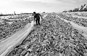 12日，工人在海南省樂東縣佛羅鎮(zhèn)清理被臺風(fēng)刮爛的哈密瓜薄膜架子。 新華社發(fā)
