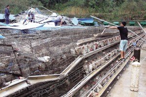 11月13日，位于三亞市吉陽(yáng)鎮(zhèn)的三亞市菜籃子蛋雞基地，工人們正在搶修雞舍設(shè)施。