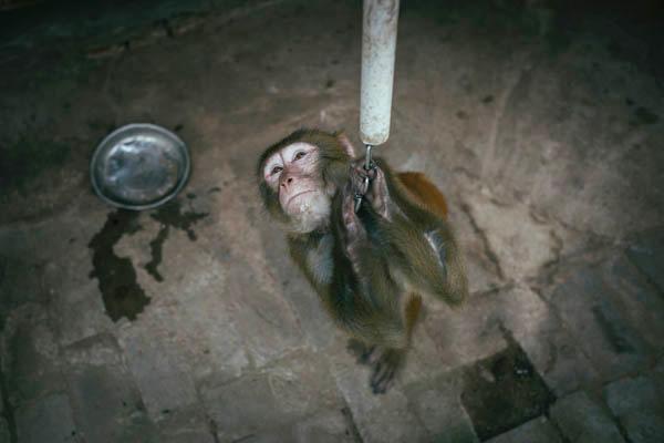 環(huán)球時(shí)報(bào):有關(guān)部門拿公眾當(dāng)“猴子”折騰春節(jié)假 環(huán)球時(shí)報(bào):有關(guān)部門拿公眾當(dāng)“猴子”折騰春節(jié)假