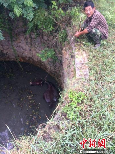 圖為大水牛掉進13米深坑，民警消防灌水施救。