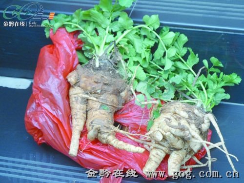 貴陽:女子15元一根叫賣“人參” 原來是野生蘿卜 貴陽:女子15元一根叫賣“人參” 原來是野生蘿卜