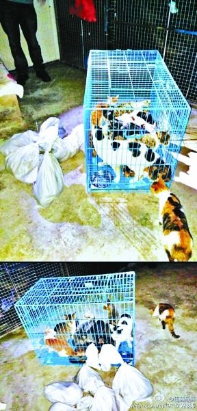 志愿者將放生的貓抓捕回來，這些貓等待領(lǐng)養(yǎng)