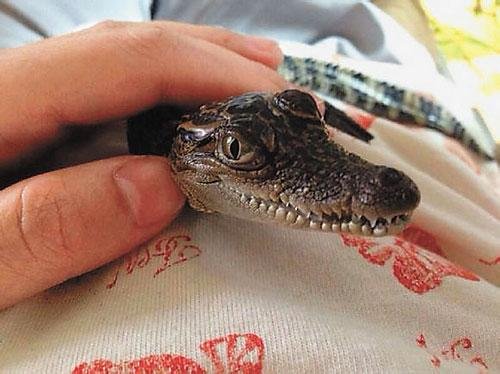 圖片由網(wǎng)友提供 圖片由網(wǎng)友提供