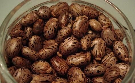 蓖麻子中含蓖麻毒蛋白及蓖麻堿，特別是前者，會引起中毒。網(wǎng)絡(luò)截圖