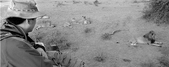 公務員辭職去非洲保護動物 遇險曾被獅子搭救 公務員辭職去非洲保護動物 遇險曾被獅子搭救