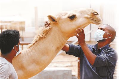 5月12日，印度工人在沙特利雅得外的一家農(nóng)場與駱駝接觸時戴著口罩