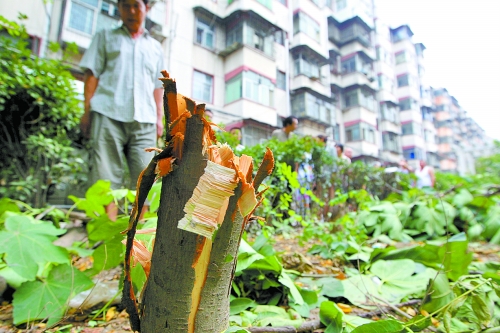 鄭州小區(qū)綠化帶多顆果樹被莫名砍伐 鄭州小區(qū)綠化帶多顆果樹被莫名砍伐