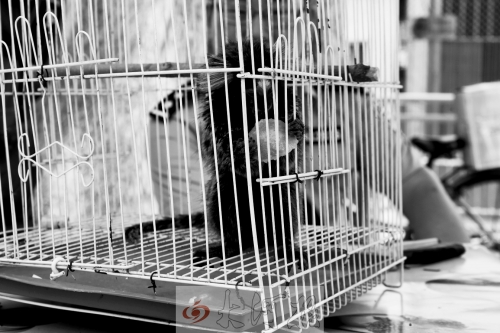 “別看俺個(gè)子小，中國(guó)很稀少！”