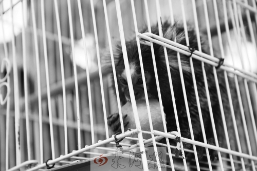 “不要盯著俺看，俺害羞……”（設(shè)計(jì)臺(tái)詞）