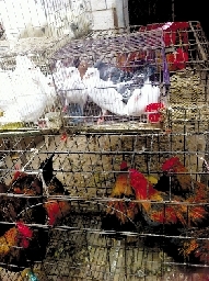 銷量大不如前，近期可能漲價(jià)