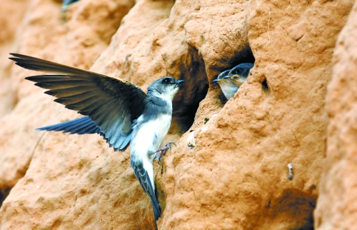 　曾經(jīng)，那些在工地上的巢穴待哺的小沙燕