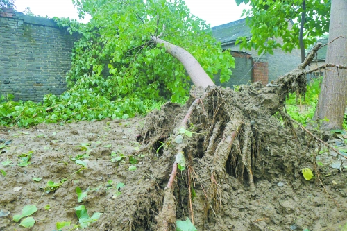 在焦作馬村區(qū)白莊老村，大樹被狂風(fēng)刮倒。