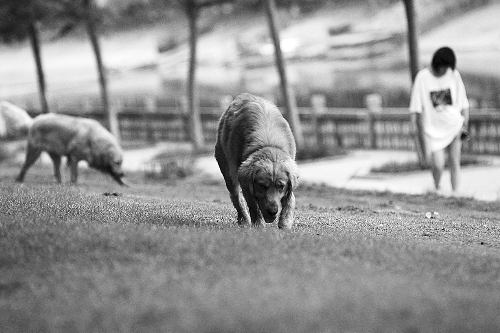 　喜歡養(yǎng)大狗狗的朋友，要抓緊給愛(ài)犬在郊外安個(gè)家哦！