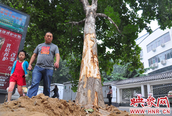 大樹根部翹起，歪向人行道邊。