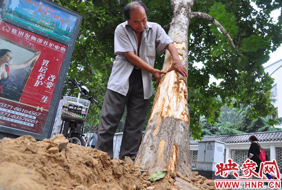 法桐受傷嚴(yán)重，樹皮上還沾著不少玻璃。