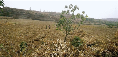 因干旱，農(nóng)田閑置尚未播種小麥