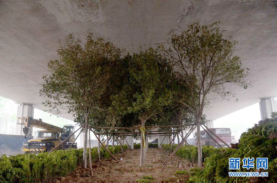 鄭州紫辰路與南三環(huán)交叉口向西，南三環(huán)快速路立交橋下，種植了40余棵大葉女貞，樹木已與立交橋底齊高。