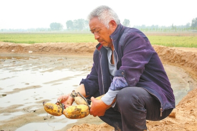 村民看著蓮藕欲哭無(wú)淚 村民看著蓮藕欲哭無(wú)淚