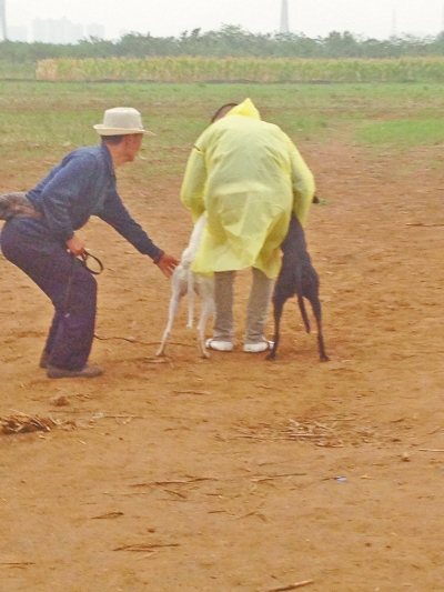 上場前，狗主人進場撫摸自己的愛犬，給它打氣加油。