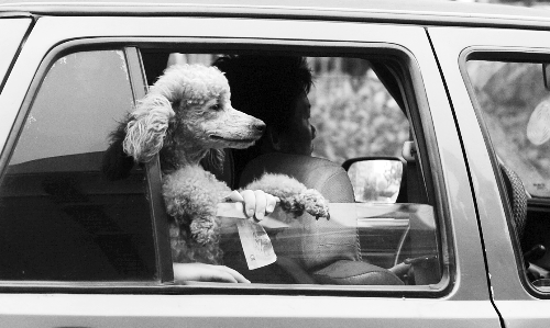 再帶著寵物出門坐出租車，可得想好了