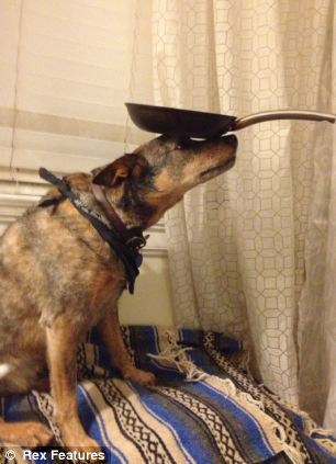 澳大利亞狗狗懷絕技鼻子啥都能頂 澳大利亞狗狗懷絕技鼻子啥都能頂