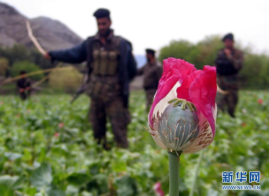 毒品--“潘多拉的盒子” 毒品--“潘多拉的盒子”