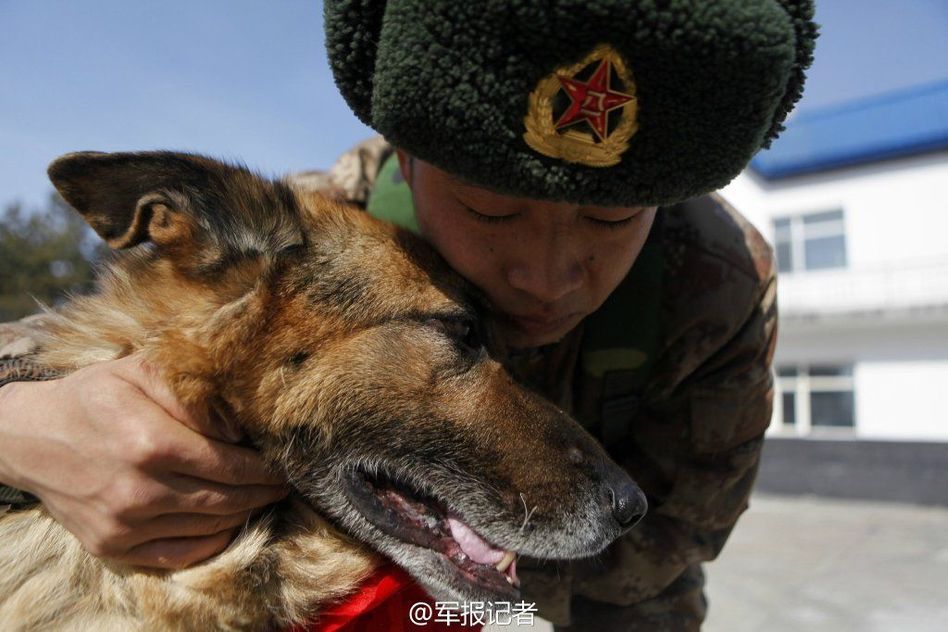 軍犬退役 軍犬退役