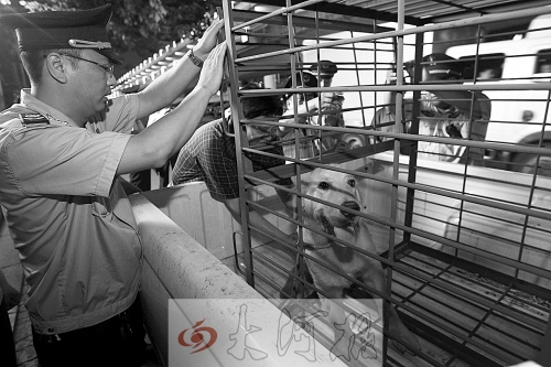 相關(guān)部門將加強管理，今年12月起烈性犬一律沒收。 （資料圖）