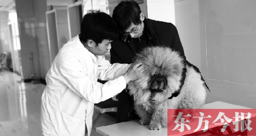 在一家大型寵物醫(yī)院里，生病的狗狗正在接受治療