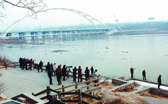 “哇!好多白天鵝?！? border=